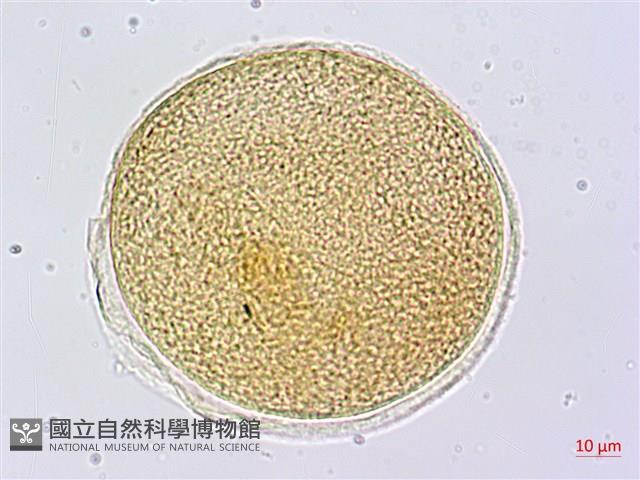 蘭嶼芭蕉藏品圖，第2張