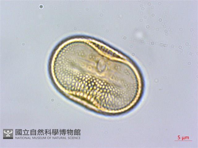 密毛爵床、澎湖爵床藏品圖，第2張