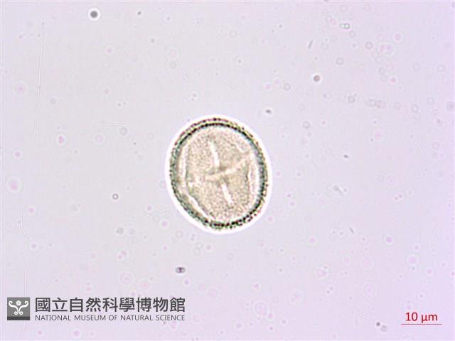 華參、裡白八角金盤藏品圖，第3張