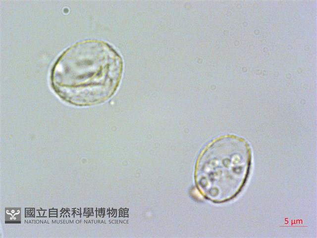 長柄冷水麻藏品圖，第2張