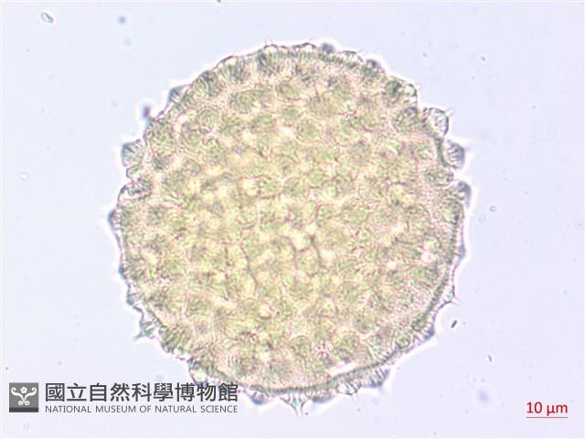 薄葉金午時花藏品圖，第2張