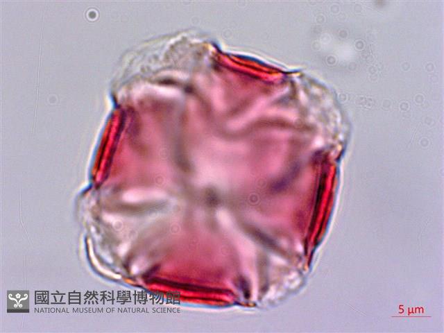 蘭嶼燈籠草藏品圖，第2張