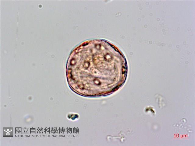 細梗絡石藏品圖，第3張