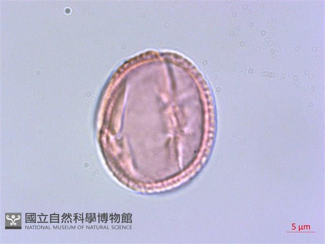 四川清風藤藏品圖，第2張