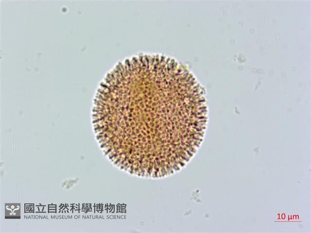 登錄號:S086667藏品圖，第2張