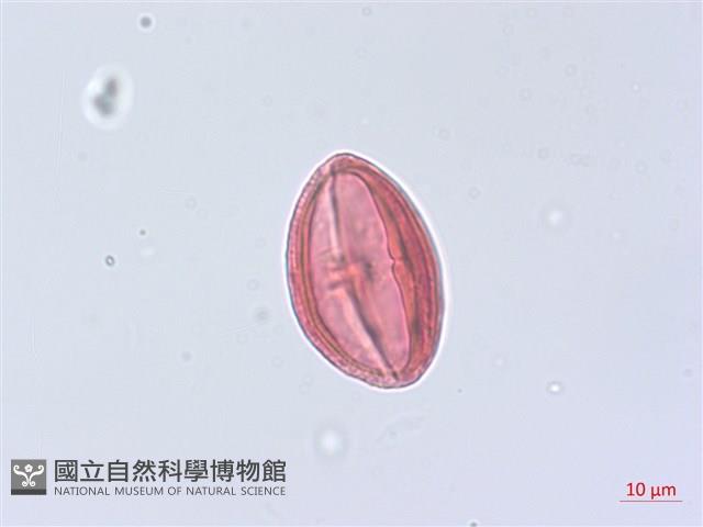 粉藤藏品圖，第3張