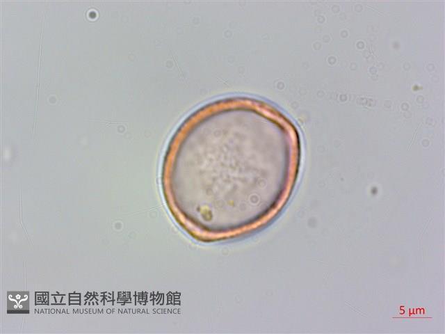 銳葉山黃麻藏品圖，第2張