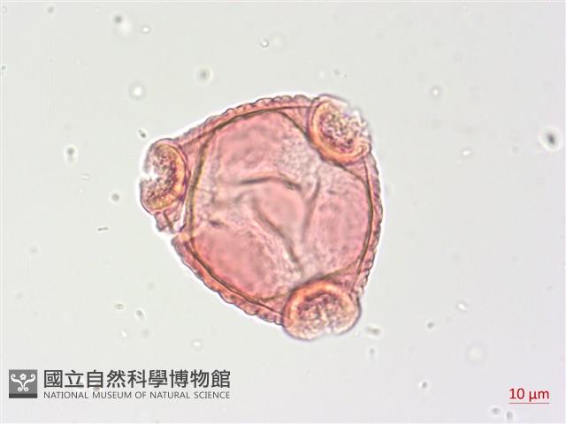 水丁香藏品圖，第2張