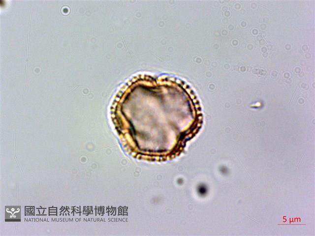 假三腳虌藏品圖，第3張