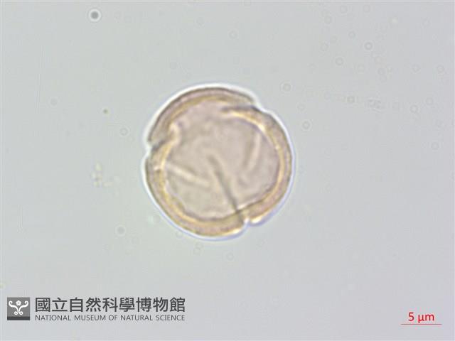 中國旌節花藏品圖，第2張