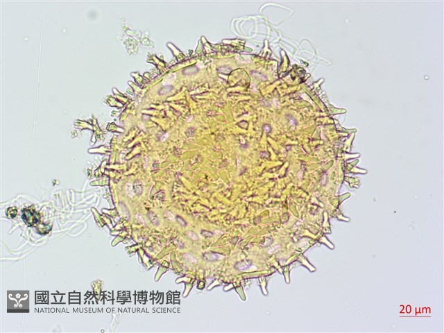 牽牛花藏品圖，第3張