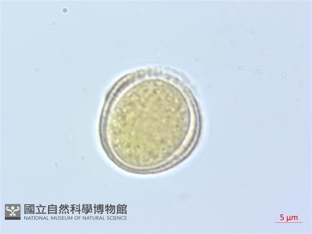 梨山小蓑衣藤藏品圖，第2張