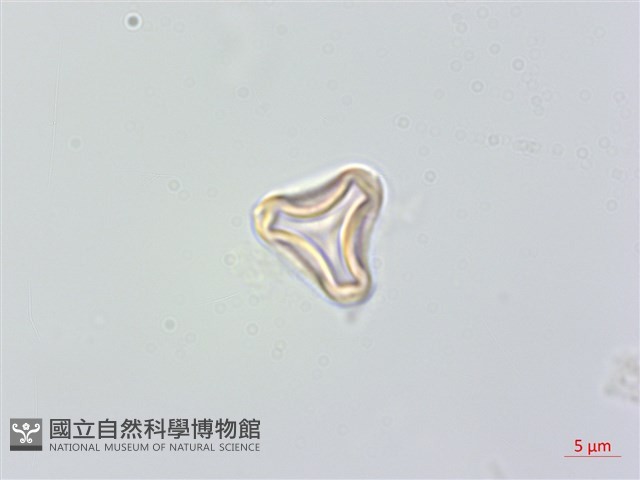 大花赤楠藏品圖，第2張