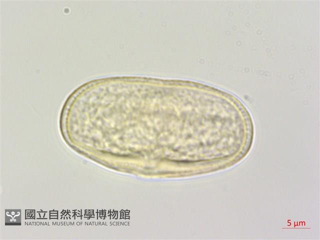 大齒山芹藏品圖，第2張