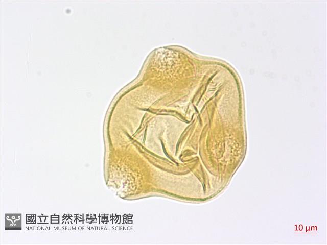 合歡柳葉菜藏品圖，第2張