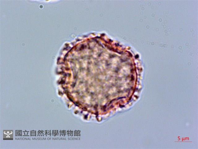 貝木藏品圖，第2張