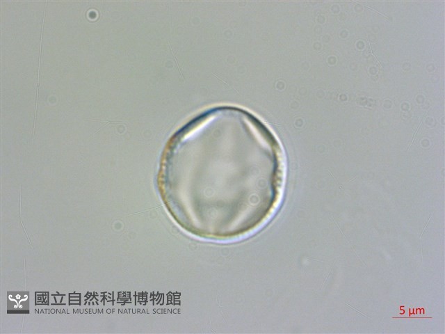 南湖大山紫雲英藏品圖，第2張