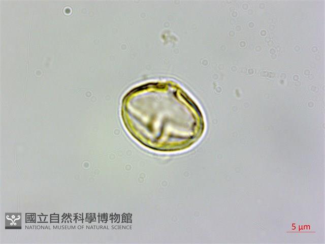 登錄號:S102047藏品圖，第3張