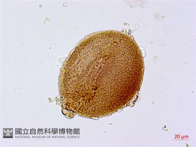 葛瑪蘭芭蕉藏品圖，第2張