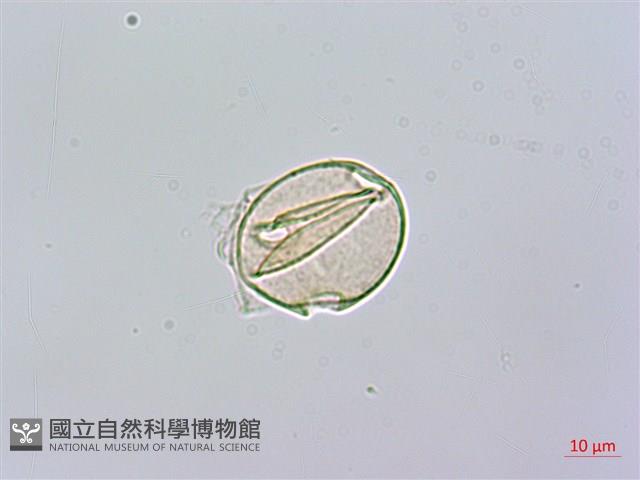 黑板樹藏品圖，第3張