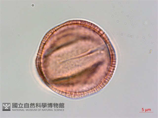 登錄號:S093747藏品圖，第2張