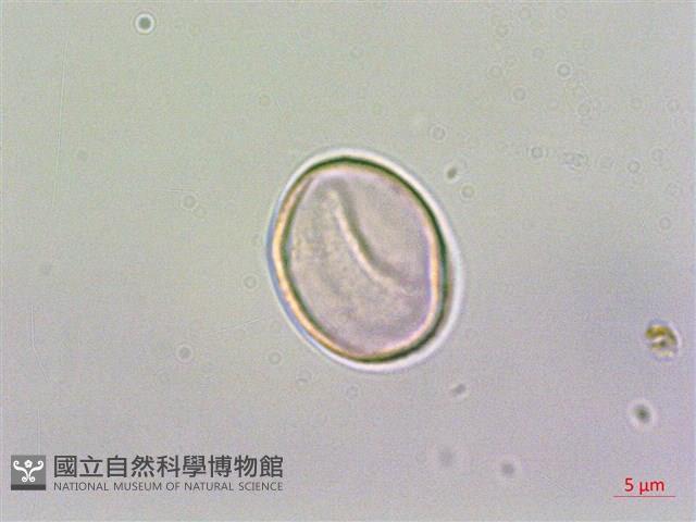 蘭嶼水絲麻藏品圖，第2張