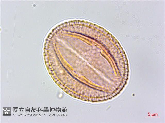 蘭嶼土沉香藏品圖，第2張