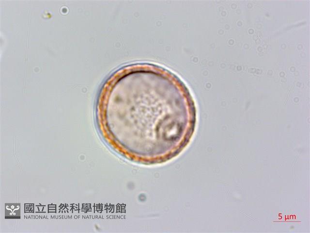 山油麻藏品圖，第2張