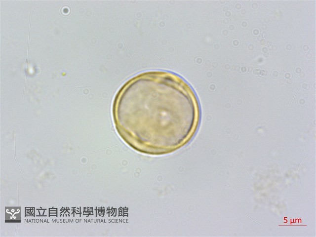 小葉樹蘭藏品圖，第2張