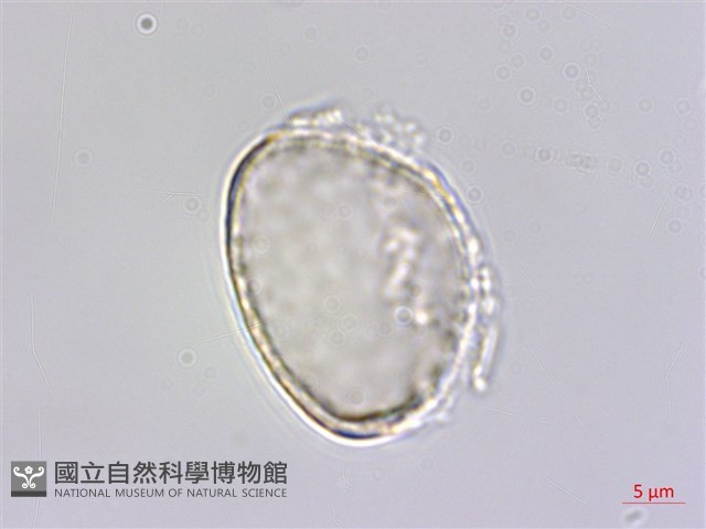 小杜若、川杜若藏品圖，第2張