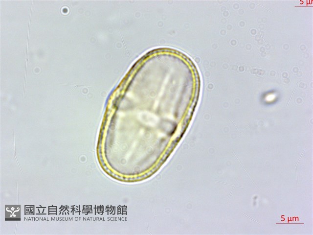 玉山茴香藏品圖，第3張