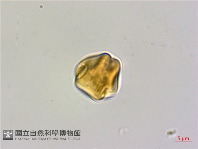 對節木藏品圖，第2張