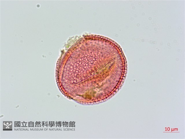 登錄號:S033947藏品圖，第2張