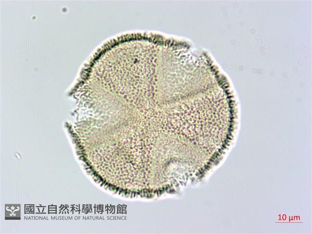 搭肉刺藏品圖，第2張