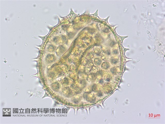 幾內冬葵子，幾內亞磨盤草藏品圖，第2張