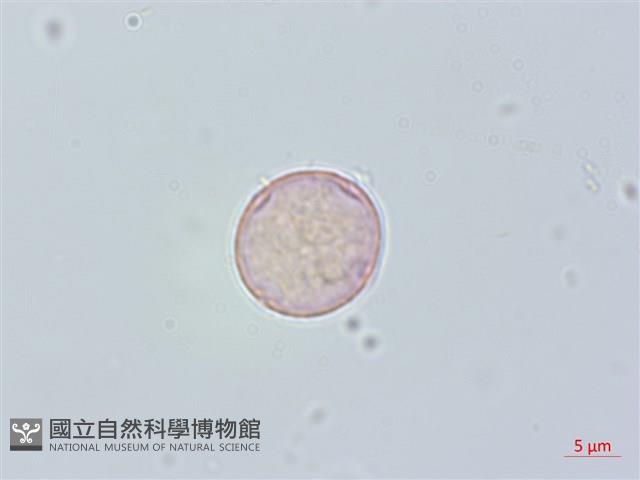 糯米團藏品圖，第2張