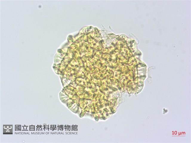 烏芙蓉藏品圖，第2張