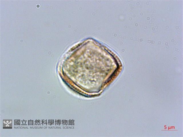 登錄號:S025877藏品圖，第3張