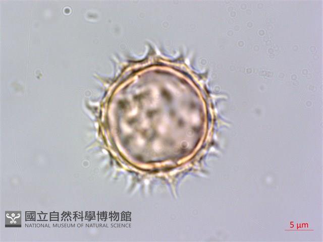 鬼針藏品圖，第2張