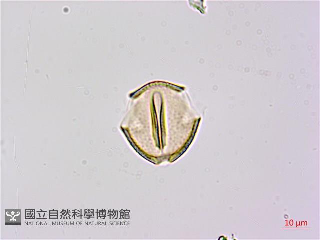 假菜豆、湯氏葛藤藏品圖，第2張