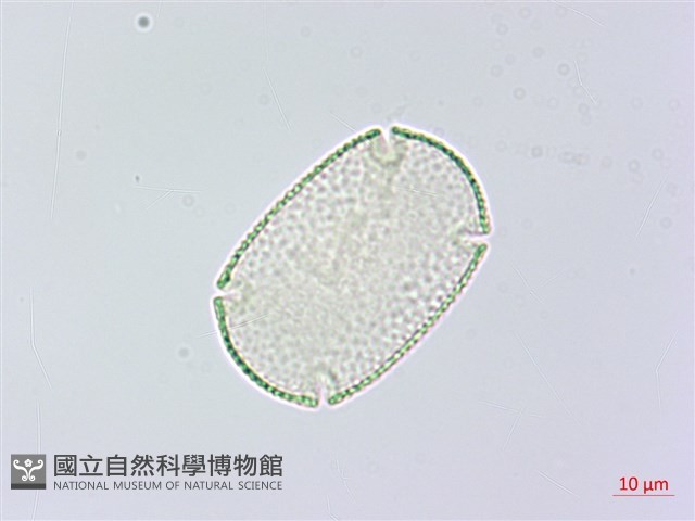 紫花鳳仙花藏品圖，第3張