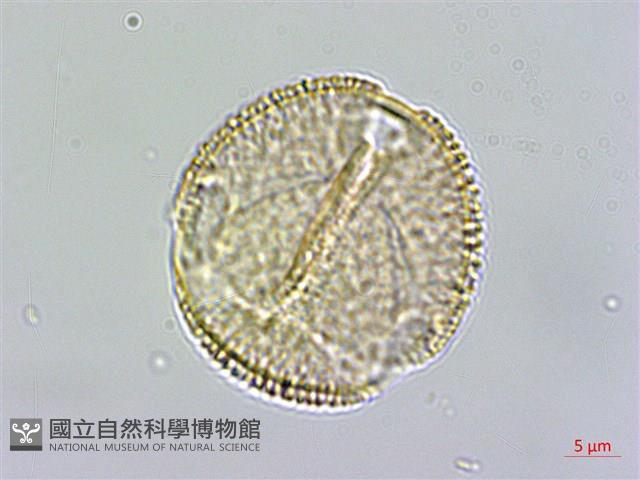 塔塔加龍膽藏品圖，第2張