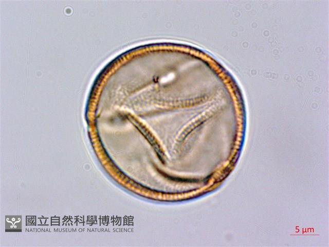 齒果酸模藏品圖，第2張