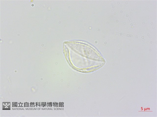 長白苧麻藏品圖，第2張