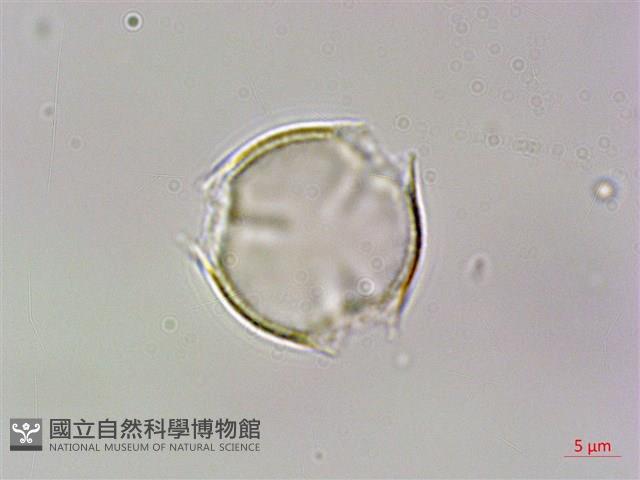 虎婆刺藏品圖，第2張