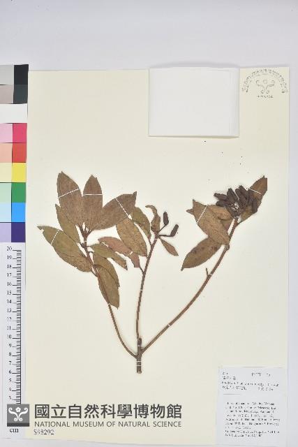 碟花杜鵑藏品圖，第1張