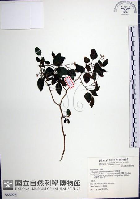 光果龍葵藏品圖，第1張