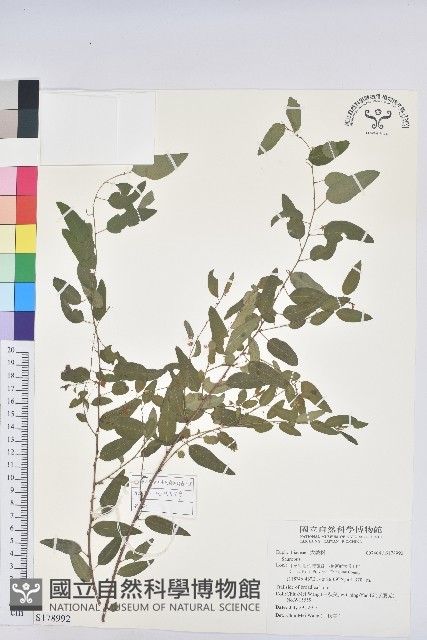 登錄號:S178992藏品圖，第1張