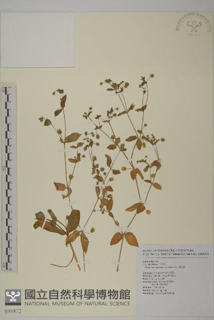 牛繁縷藏品圖，第1張