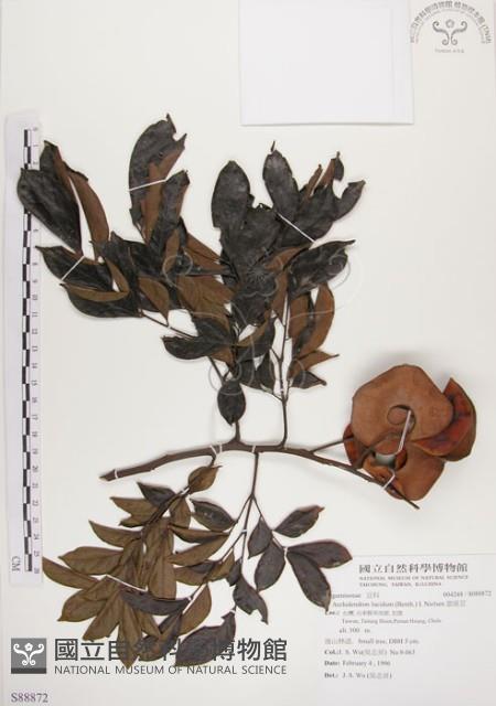 頷垂豆藏品圖，第1張